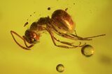 Two Fossil Ants & Spider In Baltic Amber #45146-2